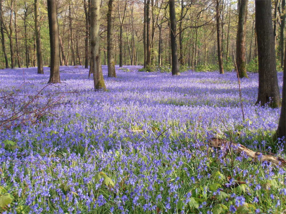 Bluebells in the woods