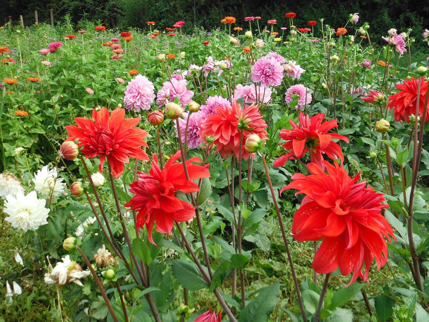 Flowers in the field