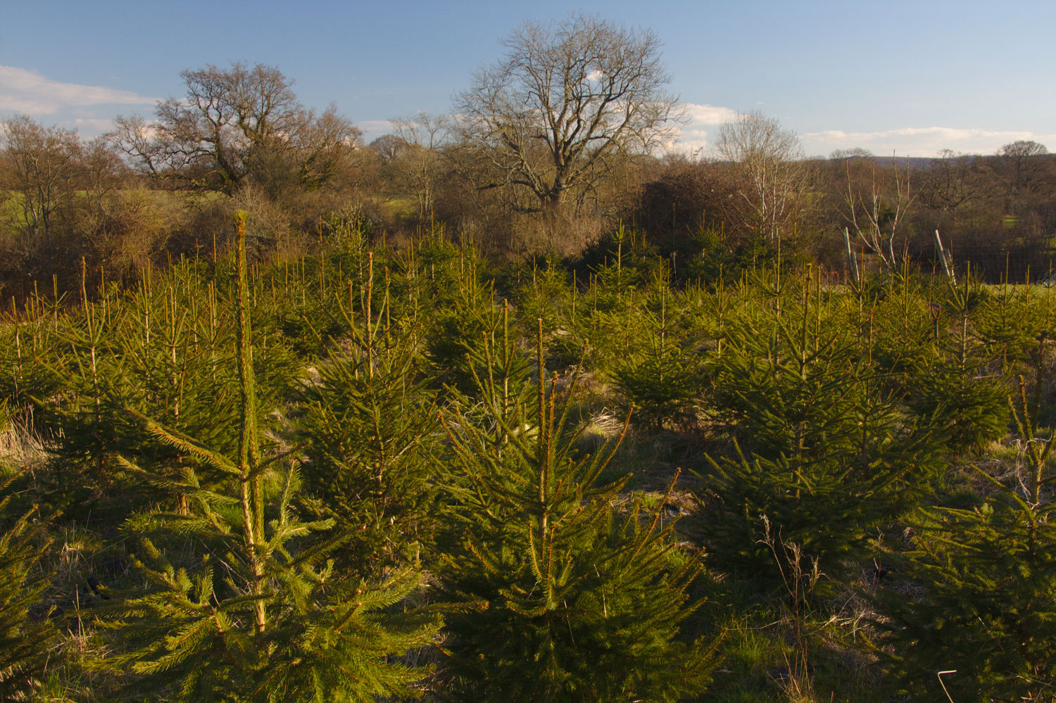 Christmas trees growing in a field